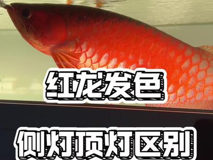 你的红龙用侧灯还是顶灯?