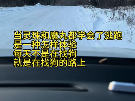 为什么我家的狗子都喜欢离家出走???
#狗子成精了 #狗狗的心思都写在脸上了