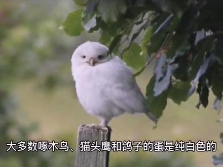 为什么鸟蛋上会有不同的颜色和花纹?#奇妙的动物 #鸟蛋 #鸟 #保护鸟类 #十万个为什么 #科普知识