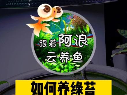 教你如何养绿苔,打造#清水绿苔金鱼缸,养绿苔其实很容易,牢记视频中三个重点,都能养的好