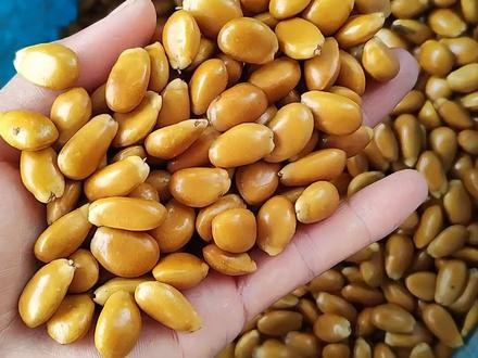 不起眼的往往有大用处#三农 #农业种植 #释迦果 #刺果番荔枝 #苗木基地