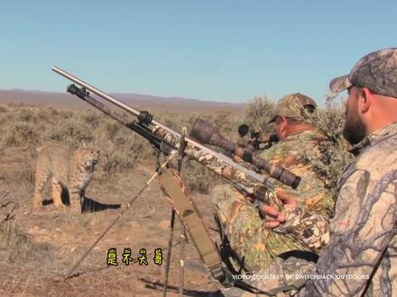 当猞猁遇到人类猎手的时候,场面一度很尴尬 |国庆版 #猫科 #动物 #宠物 #配音搞笑 #国庆