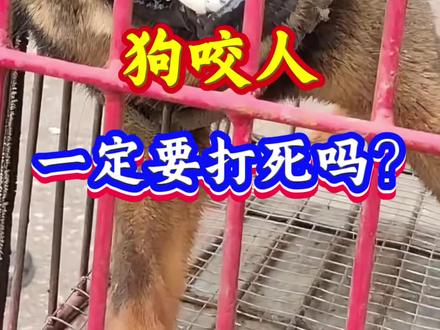 狗咬人一定要打死吗?#狗狗日常#养狗经验分享#养狗人