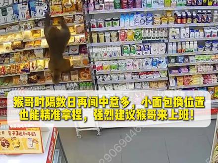 防不住根本防不住!猴哥时隔数日再闯中意多,小面包换位置也能精准拿捏,强烈建议猴哥来上班!#中意多 #贵阳猴哥 #猴子 #万万没想到#达利园小面包@中意多清溪路一店