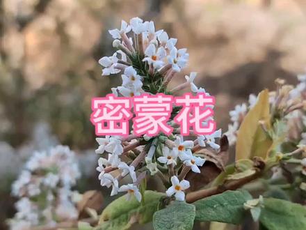 中草药名:密蒙花#中草药