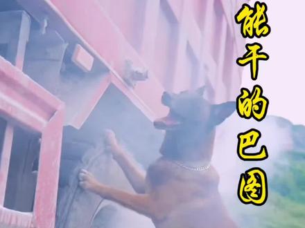 #真实生活分享计划 #抖音创作者激励计划 #狗狗救人 #正能量 #我的乡村生活 狗狗巴图能干的事情合集3来了,ta想哄没钓到鱼的主人开心,靠自己表演才艺获得了鱼,想要的东西自己努力去争取,没有“等靠要”,是积极向上的巴图呀;ta不顾货车司机误会坚持拦下刹车片起火的货车,避免了一场灾难,万物皆有灵,给狗狗点个赞,