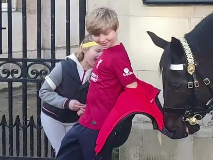 为什么马儿也会咬人? #马咬人 #科普一下 #动物