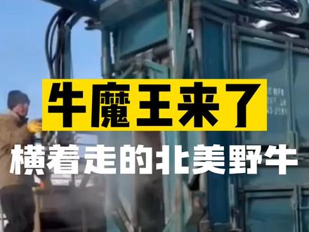 牛魔王来了 横着走的北美野牛#万物皆有灵性 #神奇动物在抖音 #动物迷惑行为大赏