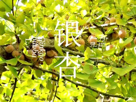 #一日一植物 生银杏叶直接泡水有毒,不能随便喝。 @抖音小助手