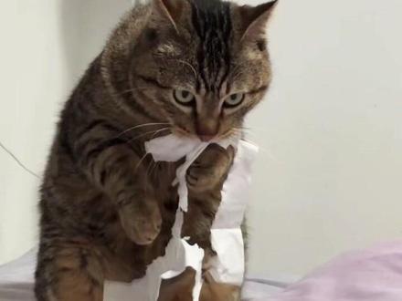 仿佛触发某种代码
只要看到纸巾,就开始了……#狸花猫的日常
