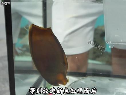 废弃鱼缸里的惊喜:20美元捡漏活鲨鱼 #神奇动物在抖音