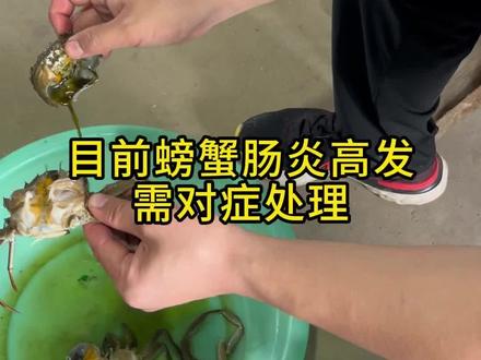 螃蟹🦀️肠yan最近高发,该怎么对症处理呢#鱼虾蟹养殖 #水产养殖技术 #大闸蟹养殖 #水产技术 #南美白对虾养殖