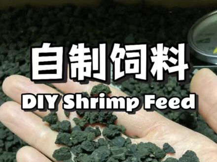 制作观赏虾饲料#观赏虾 #米虾 #饲料