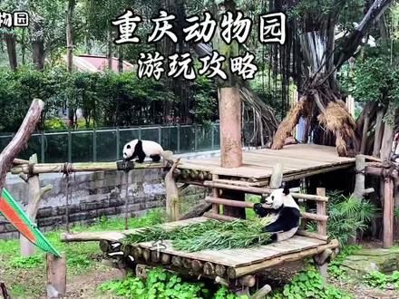 重庆动物园游玩攻略 走进重庆动物园,宛如踏入一个神奇的动物王国。
首先来到顶流熊猫馆,憨态可掬的大熊猫或大快朵颐吃着竹子,或慵懒酣睡,“渝可”“渝爱”等萌宝们一举一动都萌化人心,一旁的小熊猫也俏皮可爱,让人忍不住驻足。
接着前往食草动物区,温顺的羊驼呆萌地看着你,长颈鹿伸长脖子吃着树叶,犀牛在泥塘里打滚,梅花鹿优雅踱步,充满自然和谐之美。
来到猛兽区,威武的非洲狮、华南虎尽显王者风范,金钱豹矫健敏捷,黑猩猩、狒狒等灵长类动物调皮搞怪,展现出野生动物的力量与智慧。
再到雀鸟动物区,水禽湖波光粼粼,天鹅优雅游弋,孔雀开屏惊艳夺目,鹈鹕、灰雁等鸟儿也各展风姿。
来到金鱼馆,五彩斑斓、形态各异的金鱼和热带鱼在水中畅游,犹如水中的精灵,令人目不暇接。
最后进入两栖爬行动物区,眼镜蛇吐着信子,鳄鱼潜伏水中,蜥蜴在岩石上晒太阳,大鲵藏身角落,还有各种色彩斑斓的蛇类和龟类,让人感受神秘的爬行世界。
#重庆 #重庆动物园#动物 #原创视频 #重庆美好推荐官 @重庆文旅 @重庆动物园