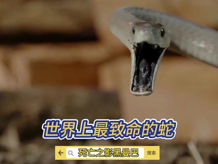 世界上最致命的蛇#神奇的动物纪录片 #蛇🐍 #毒蛇 #动物科普