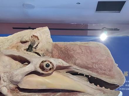 小时候的白鲸是灰色的,长大后才会变成白色#科普知识 #动物科普 #海洋生物