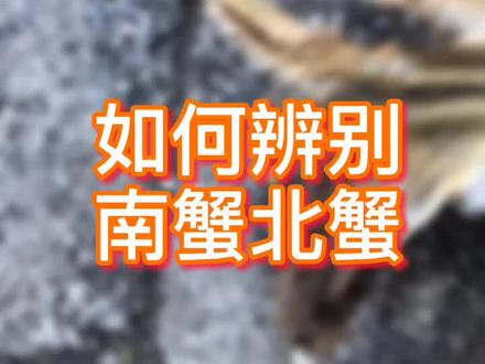 教你一分钟区分南蟹北蟹,口感价格差很多呢,不在被忽悠!#盘锦河蟹