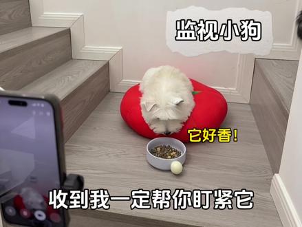 当我让豆包帮我看着小狗别偷吃 #萌宠出道计划 #vlog十亿流量扶持计划 #西高地白梗 #豆包