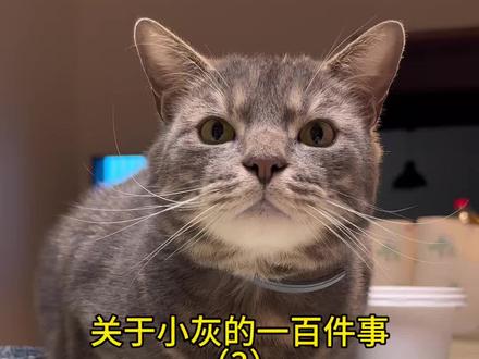 小灰那个啥,却实在美丽 #万物可爱计划 #抖音宠物小赛 #猫咪丑照小赛 #我和毛孩子的第n年 #与咪女士一家同行