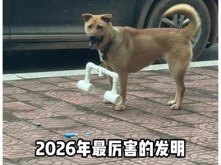 2026年最有用的发明,有了它再也不用担心狗乱跑了 #动物的迷惑行为 #养狗的乐趣 #狗子成精了 #狗狗限速器