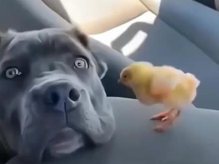 动物的迷惑行为(搬运二)