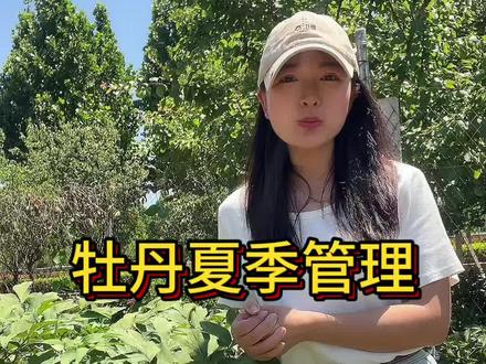 三个要点让你的牡丹安然度夏 #牡丹夏季管理#夏季牡丹管理 #牡丹夏季养护 #老桩牡丹 #牡丹基地
