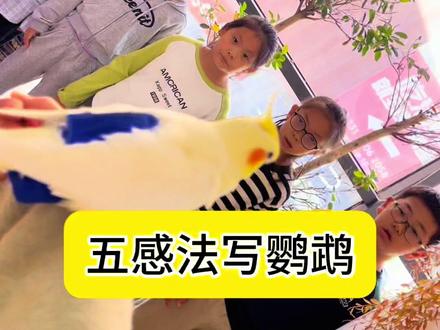 五感法写鹦鹉#课堂小游戏#五感法#写作技巧