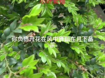 小叶紫檀修剪一下#盆景艺术