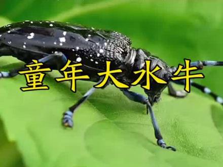 天牛吃树皮、树叶、树根,所以小时候抓它放风筝,天牛的触角一节代表一岁,杀生有过,你的童年认识水牛哥吗?#怀旧