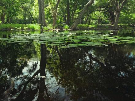 探索水中秘境中的哺乳动物 #神奇动物在抖音 #野生动物零距离 #猕猴 #动物世界 #动物纪录片