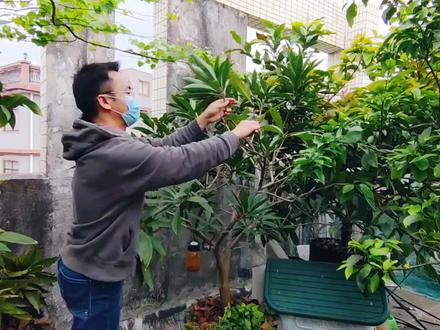 果树越剪越丰产,时机是关键,剪“粗”或剪“细”?3分钟教会你