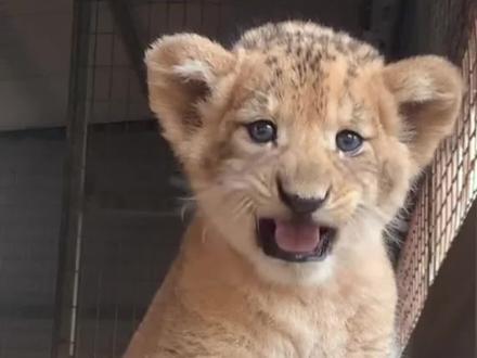 分享科普9种可爱的动物幼崽,你都见过几种?#动物 #幼崽 #野生动物 #涨知识