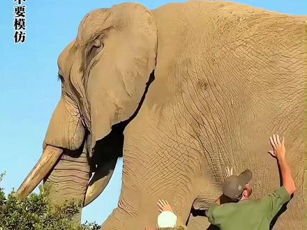 听说啦,你兄弟有点猛啊#科普#万物科普 #全能科普 #冷知识 ##野生动物