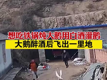 #辽宁大连想吃铁锅炖大鹅用白酒灌鹅,大鹅醉酒后飞出一里地@抖音小助手
