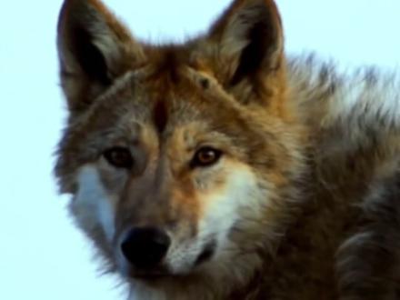 纪录片的镜头不是摆拍的工具 而是刻录真实的眼睛 #重返狼群 #狼 #李薇漪 #纪录片 #离谱