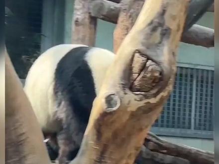 每一只熊都有自己的专属bgm~ #福宝 #萌兰 #大熊猫花花 #渝爱 #三妹