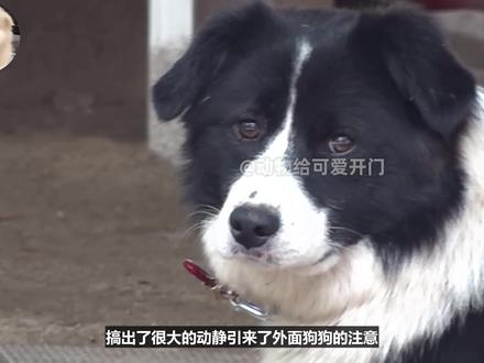 小野猪为了报恩,不仅帮大爷干农活,还救过大爷的命?