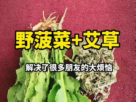 野菠菜+艾草,解决了很多朋友的大问题,小妙招大用处