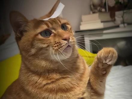 猫咪bug 猫咪身上有多少bug?猫咪的代码冲突。#猫#猫咪#搞笑
