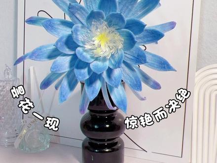 扭扭棒实现昙花不再一瞬即逝#我的手工作品 #手工diy #今日分享 #昙花一现 #学会快去试试吧🔥