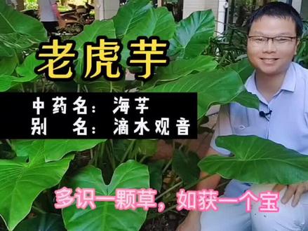 #老虎芋#滴水观音#海芋#野外识草药 #骨科医生 #钦州 @抖音小助手#热门 @DOU+小助手