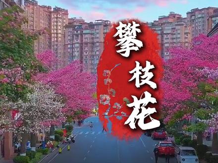 #上热门 #小升初 #初升高 #择校升学 #攀枝花
凉山的家长,从西昌坐动车1小时能到的地方,录取线比成都温柔太多。
📉同样的分数——
成都普高线513,攀枝花普高线440。
在成都考不上普高的分数,
在攀枝花不仅能上普高,还能进当地最好的班。
🎓攀枝花高中真实梯队:
🥇第一梯队·市三中(砺志班792)、市七中(砺志班765)、大河中学(网班697)
🥈第二梯队·市十五中、十二中、米易中学、盐边中学
🏅特色民办·闻道、爱德实验、泊森
💡但攀枝花真正的王牌,是“攀钢励志班”——
专门给凉山孩子开的班。
在喜德县中学、州民中设立,
每人每年有助学金,已投入480万,帮扶470余名凉山娃。
📈2025年成绩单:
州民中励志班·本科上线率90.74%
喜德县中学励志班·中考平均822分,一个班出了两个全州前20名
❓1小时的距离,换一条更宽的赛道,值不值得考虑?
👇想为孩子找个保底选项的家长
👉点赞❤️收藏⭐关注✅
下一篇,西昌——州府的底牌,您真的摸清了吗?
走出去不一定非要走远,选对地方1小时也能换赛道。