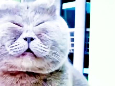 生的一只不如一只,愁死我了 #猫咪的迷惑行为 #搞笑猫咪