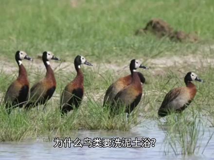 为什么鸟类要洗泥土浴?#冷知识 #涨知识 #知识前沿派对 #青少年课外知识讲堂