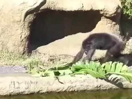 原来我们一直都误会这些动物了 #动物 #误会 #万万没想到