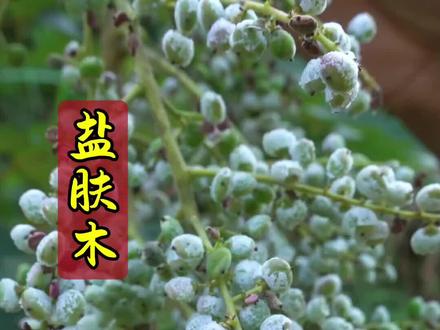 山中藏盐树,采撷自然味。#盐肤木 #植物科普
