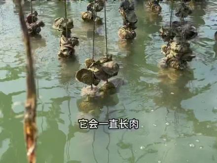 把石头掉在海里很快就能实现生蚝自由!