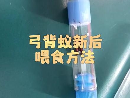 弓背蚁新后喂食方法#蚂蚁 #新后 #弓背蚁