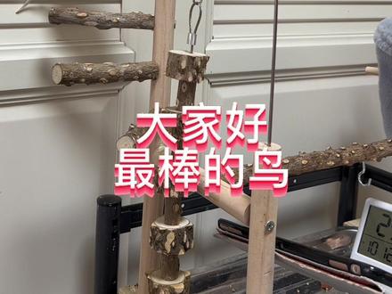 终于录到了完整版 小白兔🐰 大白如果能跟人互动 不比那些大型鸟说话水平差哦 希望他能把自己宝宝都教的这么优秀😍🙏#我的毛孩子能治愈一切不快乐#手养鸟#大头虎皮鹦鹉 #欧血大头虎皮鹦鹉