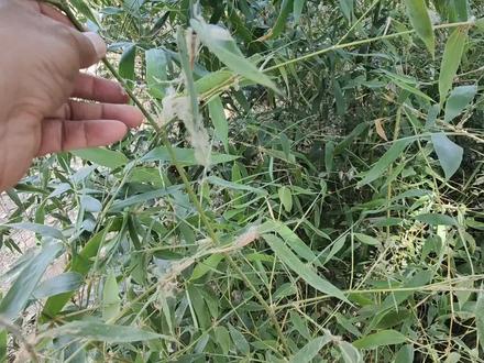 杀灭竹子有技巧,用这两种方法,就能连根铲除